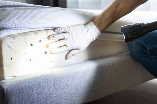 Reliable Hillsboro, OR Pest Control Solutions