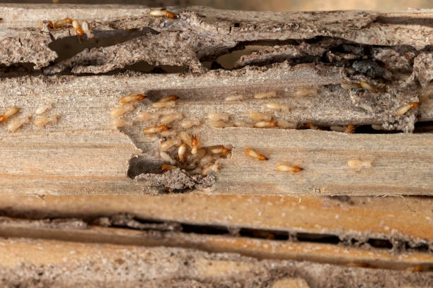 Best Pest Inspection Near Me  in Hillsbo, OR