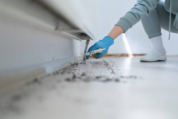 Best Flea Control Services  in Hillsbo, OR